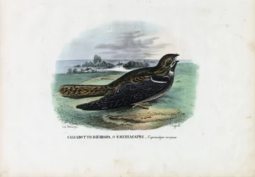 Európai Nightjar, 1863-79